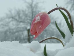 Flor Helada, Con Nieve, Frío, Hielo.