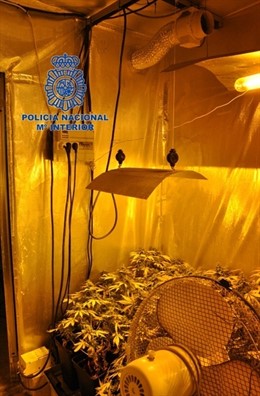 Cultivo de marihuana