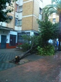 Más de 370 avisos por caída de árboles, anegaciones de calles y cortes de luz