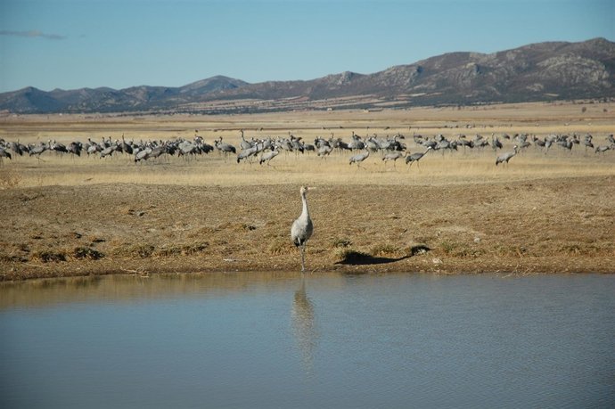 Laguna de Gallocanta