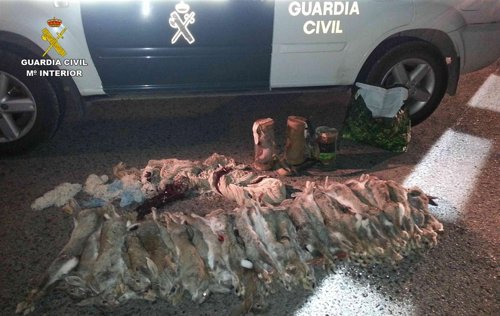 Conejos intervenidos