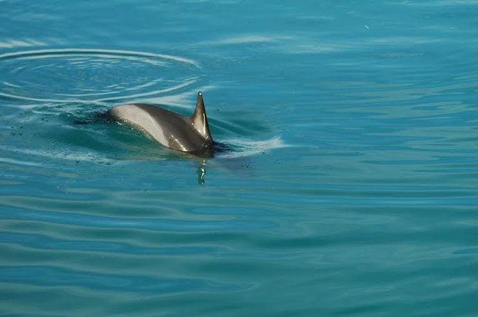 El delfín en el puerto de Vinaròs