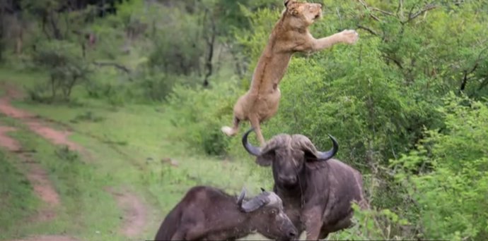 León lanzado al aire por un búfalo