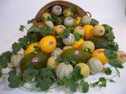 Melón de Torre Pacheco