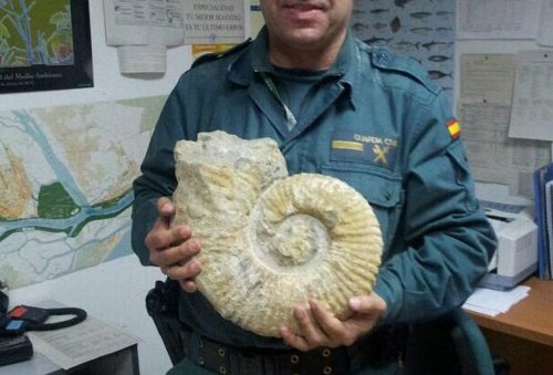 Ejemplar de ammonite de más de 60 millones de años en mercadillo de San Juan.