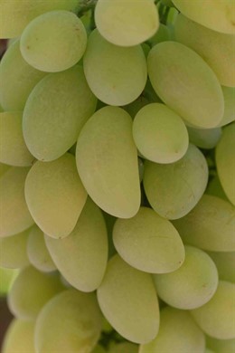 Uvas