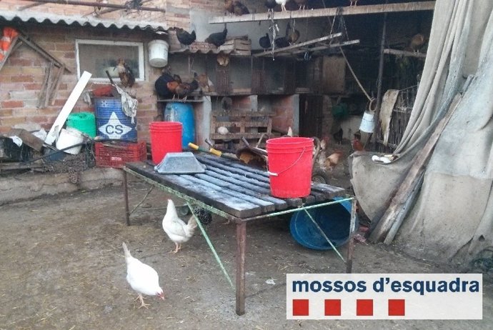 Matadero ilegal en Balaguer (Lleida)