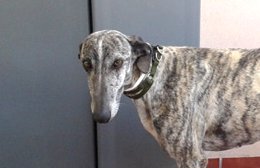 Adopción de SOS Galgos