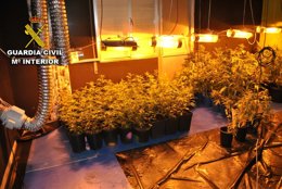 Marihuana intervenida en Vilanova de Arousa.