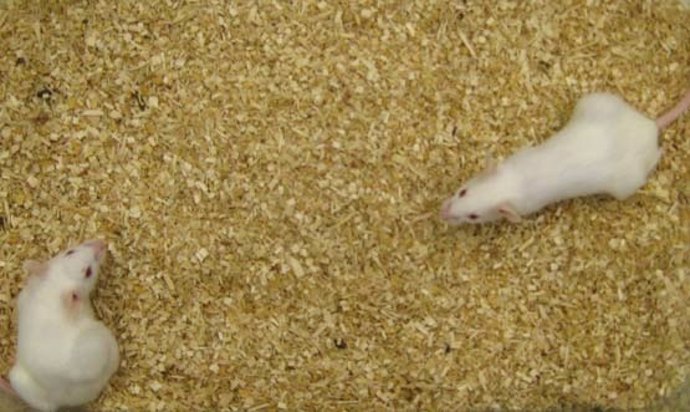 Los biólogos desarrollaron "humanizados" ratones de laboratorio que contenían un