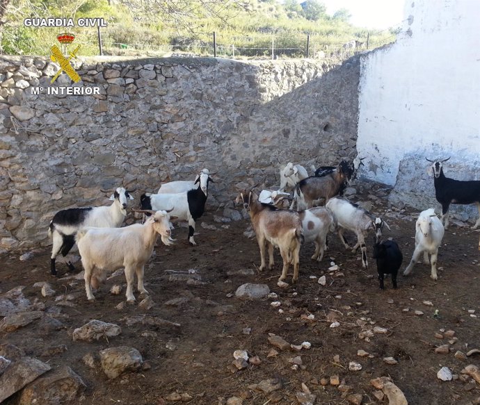 Operación Norit contra el robo de ganado en Alicante