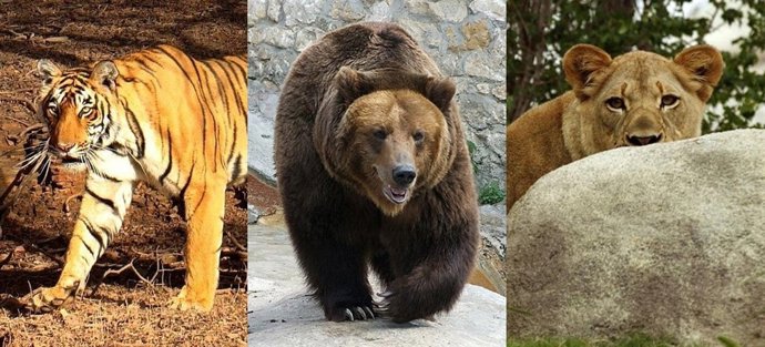 Tigre, León, Oso
