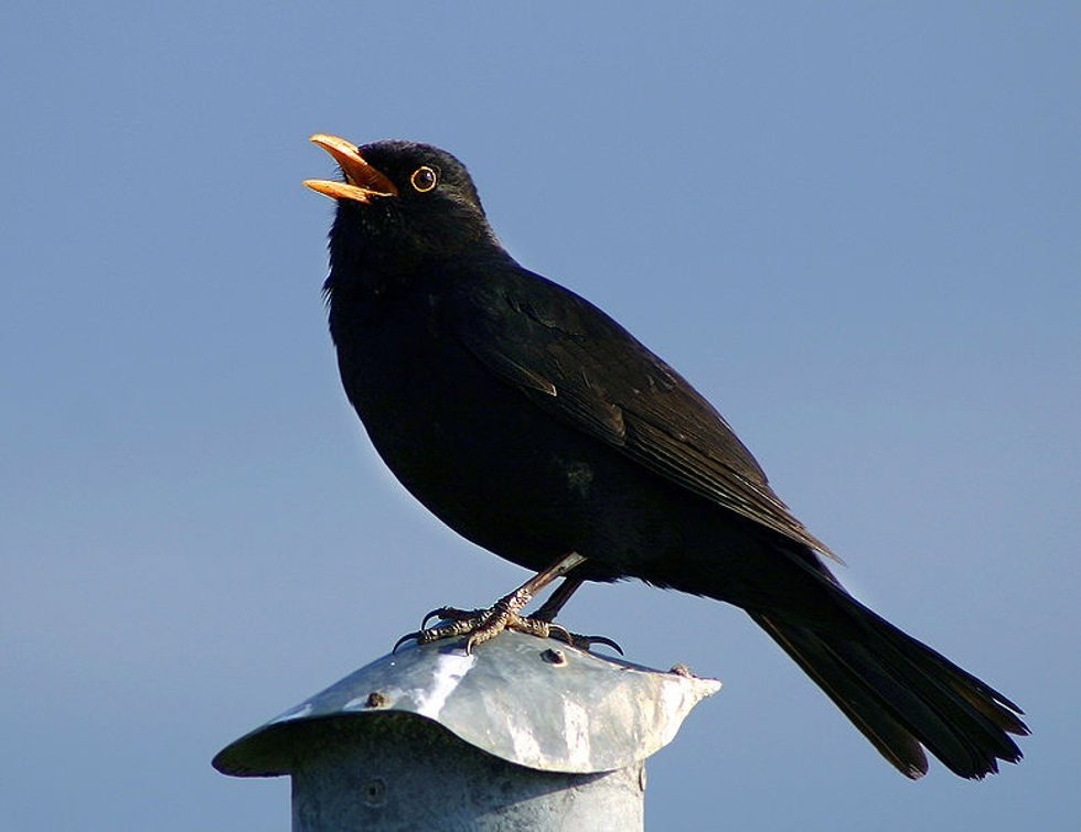 Mirlo, pájaro, ave