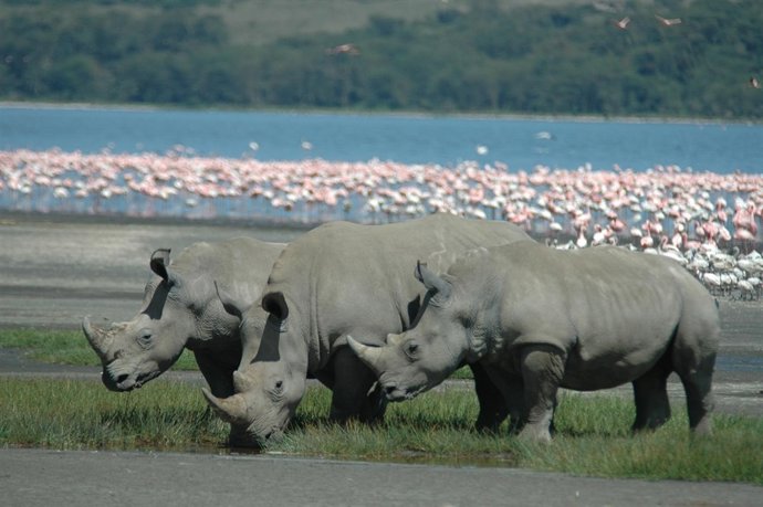 Viajes fauna en Africa