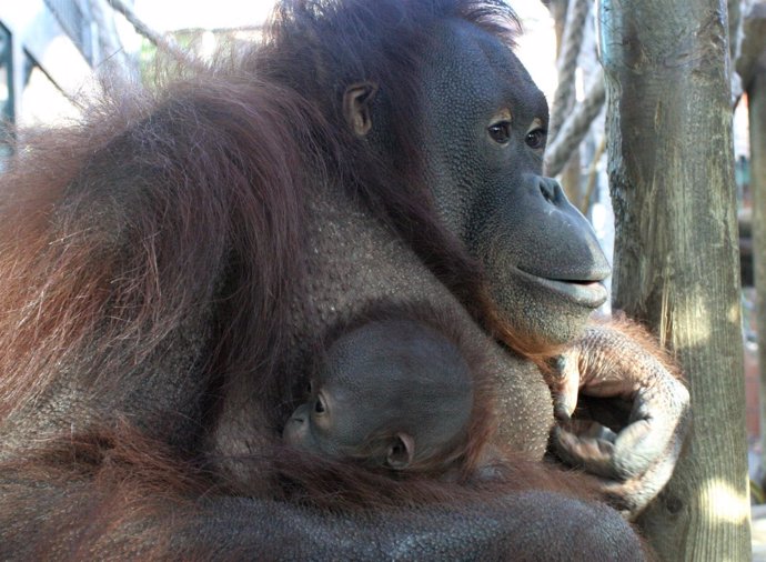 La nueva cría de orangután Hadiah con su madre Jawi