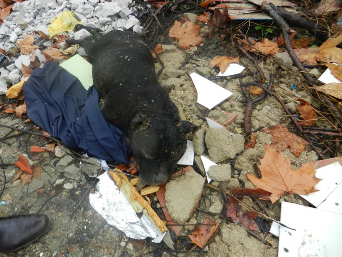 Peleas de perros ilegales