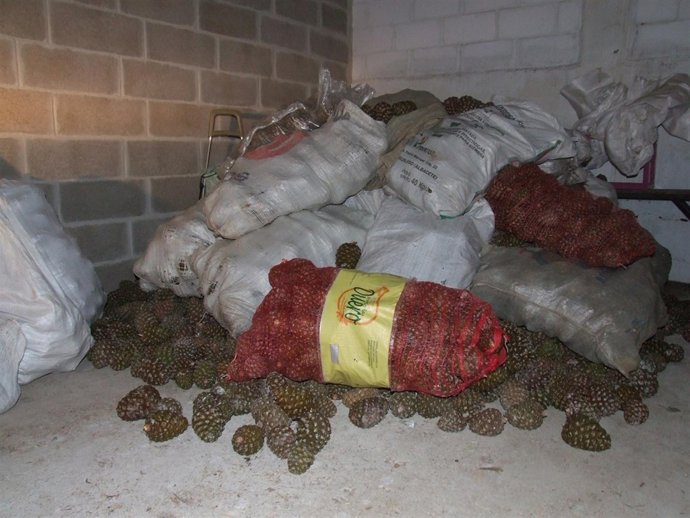 Piñas incautadas en Valladolid