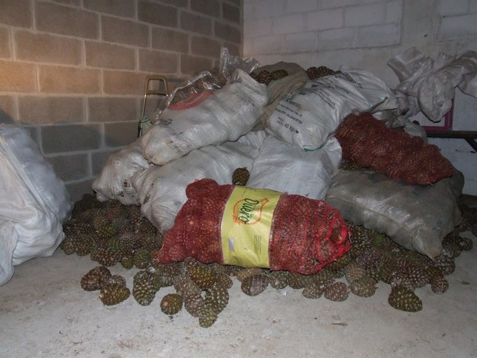 Piñas intervenidas a los detenidos por la Guardia Civil.