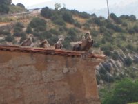 Ampliadas las zonas de protección del depósito de ganado muerto por causas naturales para alimentar aves necrófagas