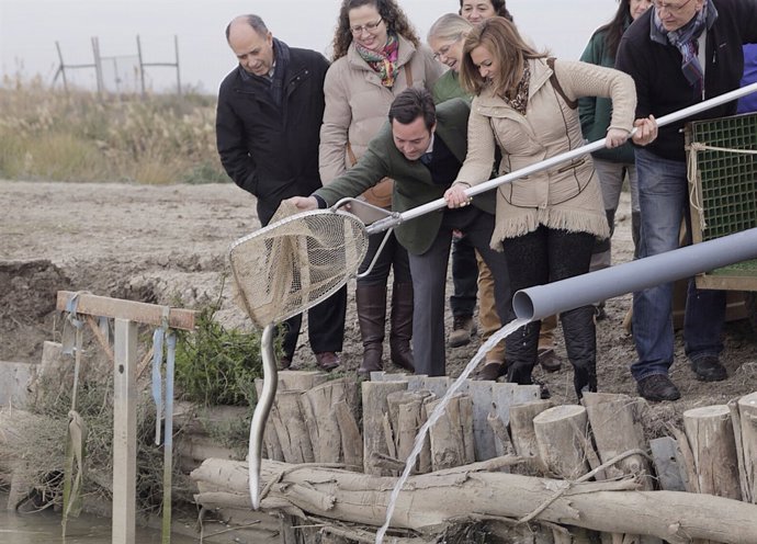 La consejera andaluza de Medio Ambiente, María Jesús Serrano, soltando anguilas