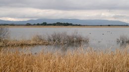 Tablas de Daimiel