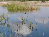 El alcalde de Daimiel valora la ampliación de hectáreas en el Parque Nacional, que "enriquecerá su diversidad"