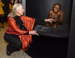 Jane Godall con la reproducción Homo habilis en el Museo de la Evolución Humana