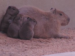 Los tres capibaras recién nacidos, junto a su madre en el Zoo de Jerez 