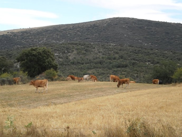 Vacas      