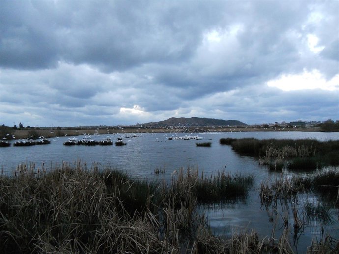 Marismas De Alday