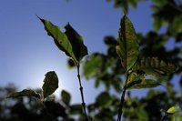 Costa Rica venderá semillas de cafeto resistentes a la roya