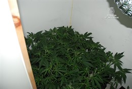 Plantación marihuana