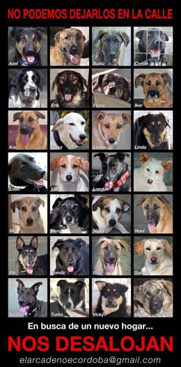 Cartel del Arca de Noé de 2013 con la imagen de los perros que serán desalojados