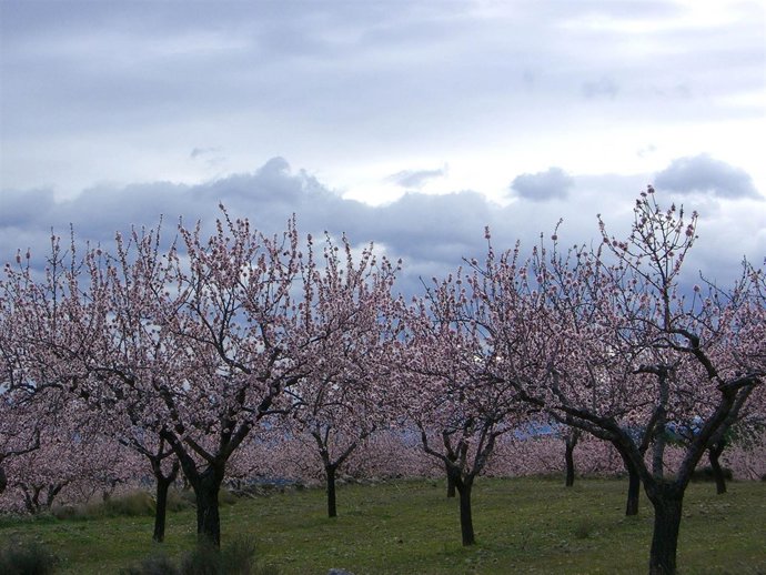 Campo de almendros