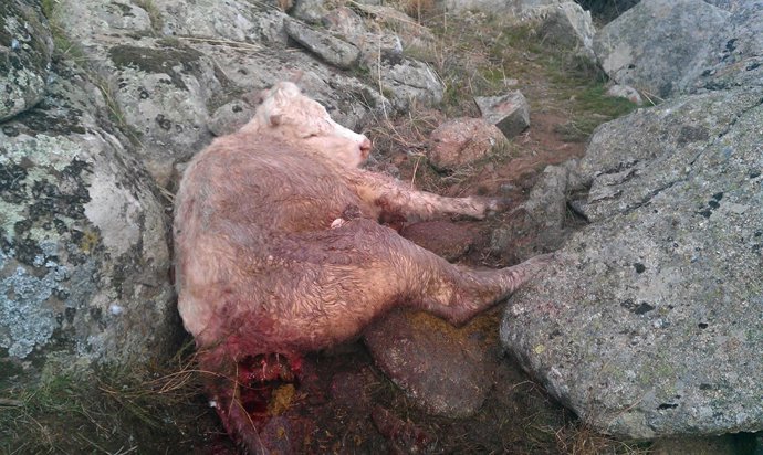 Res Muerta En El Herradón (Ávila)