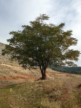 Lugar donde podría estar enterrado García Lorca, en Alfacar