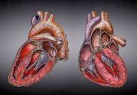Desarrollan una calculadora capaz de pronosticar el riesgo de muerte de pacientes con insuficiencia cardiaca