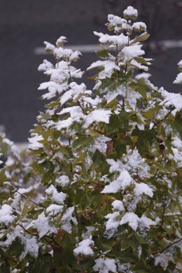 Nieve, frío, hielo, nevada, temporal