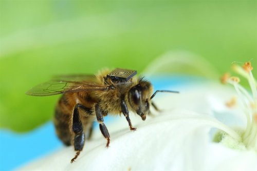 Científicos pegan sensores a abejas para detener el colapso de colonias