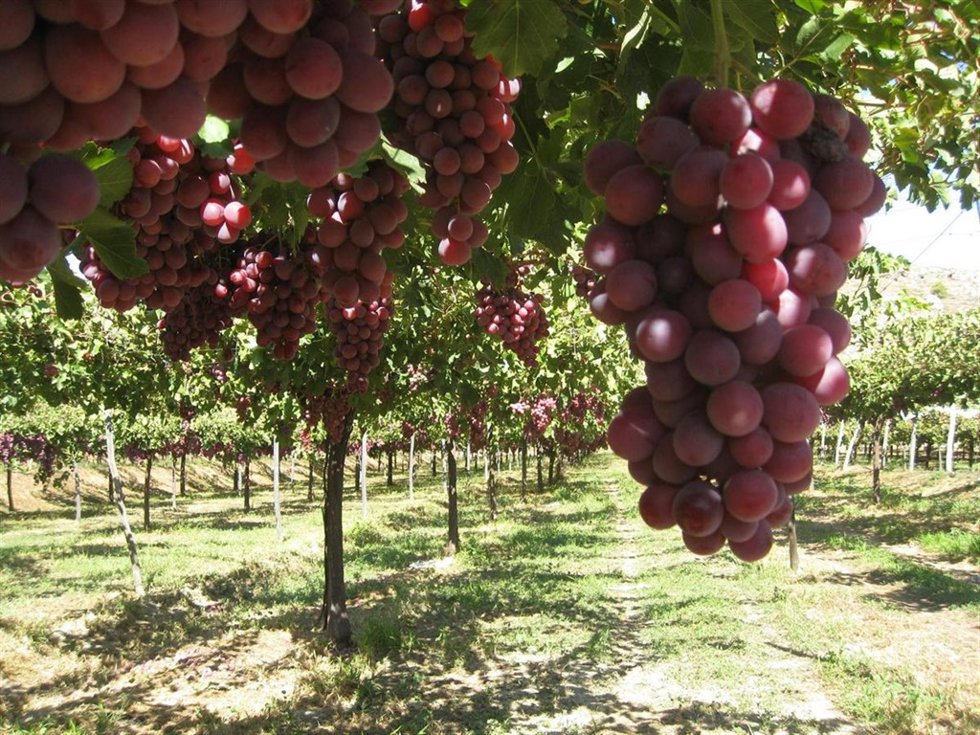 Uvas, Variedad 'Red Globe'