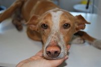 Uno de cada diez galgos federados cada año acaba desechado