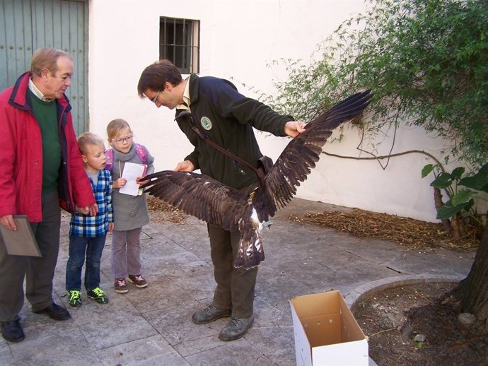 Caledonia, un águila pescadora escocesa, hallada muerta en un convento deSevilla