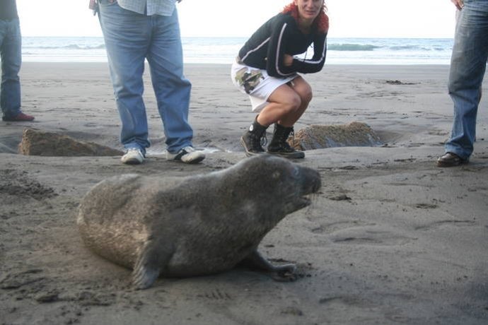 Uno de  los ejemplares de foca