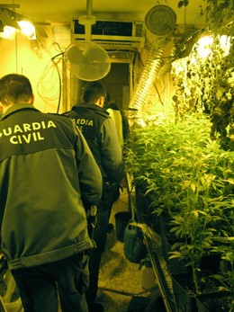 Laboratorio de marihuana en S'Arenal de Llucmajor