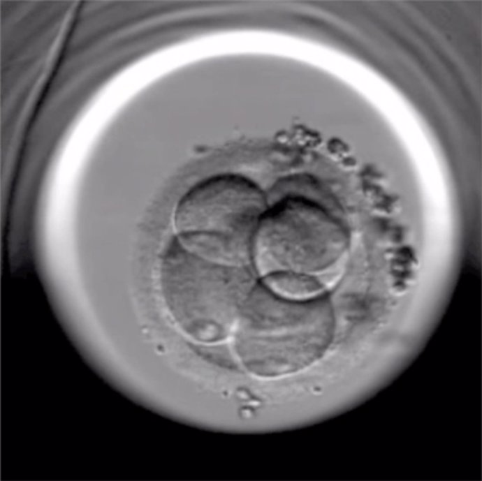 Embrión Fertilizado. Reproducción In Vitro