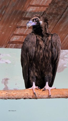 Centro de Recuperación de Fauna Silvestre cura a un ejemplar de buitre negro