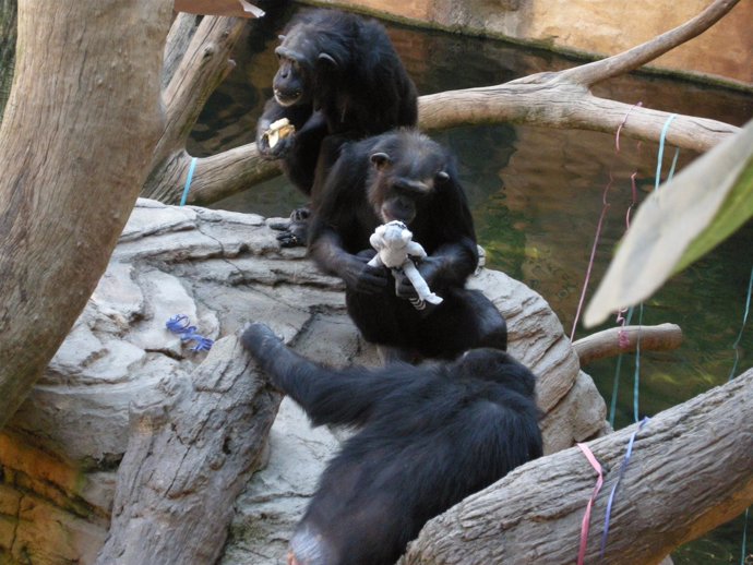 Chimpancé juega con un lémur de peluche en su cumple naturaleza turismo animal