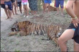 Tigre de Bengala muerto en Córdoba (Argentina)