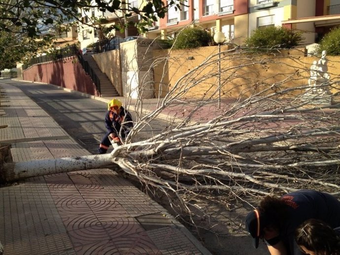Protección Civil en Totana retiran árboles y restos de arbolado por el viento