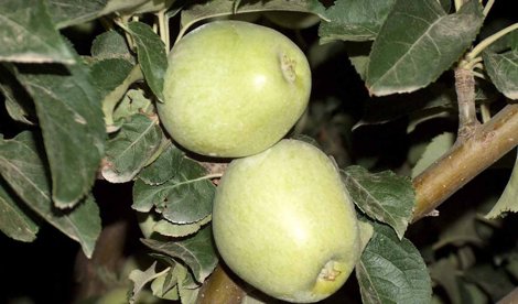 Nutrición